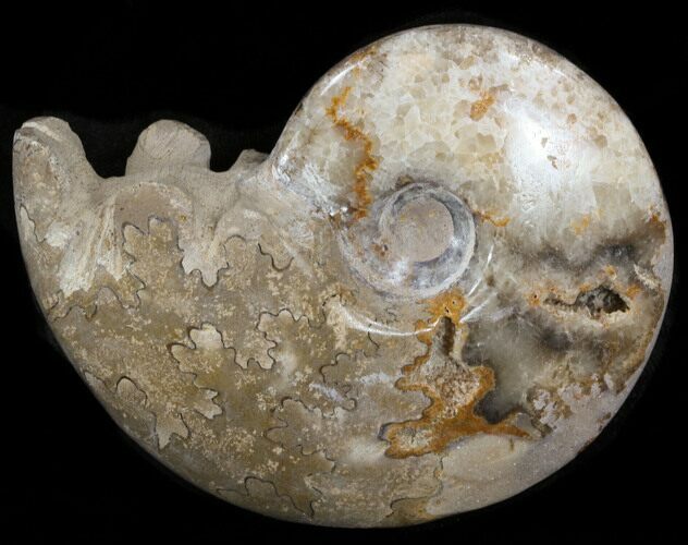 Polished Cretaceous Ammonite Fossil - Khenifra, Morocco #35294
